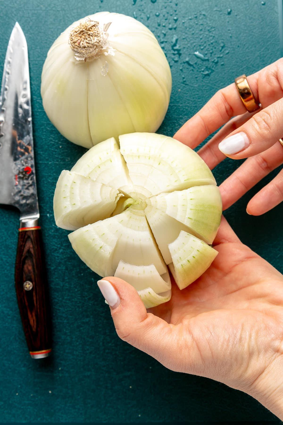 Schritt 1 (Fortsetzung): Die Zwiebel wird umgedreht, die langen Wurzeln werden gekürzt, und anschließend werden gleichmäßige Schnitte vom Wurzelansatz aus entlang der Zwiebel gemacht, um die Blütenblätter zu formen.