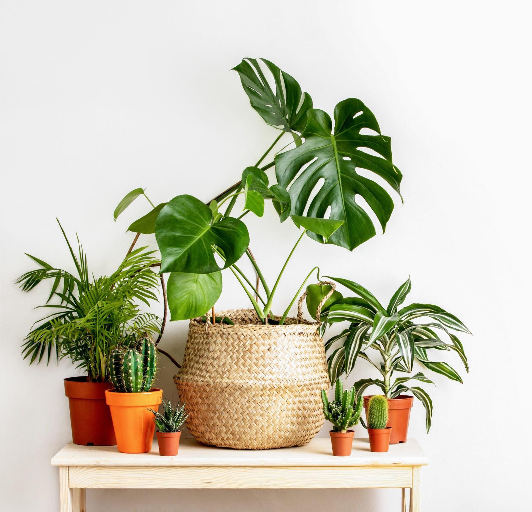 various houseplants sitting on a small table in front of a white wall
